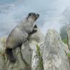 marmot-posed