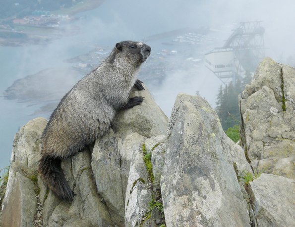 marmot-posed