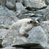 marmot-resting