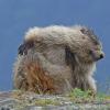 marmot-scratching