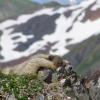 marmot-sleeping