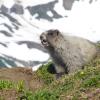 marmot-whistling