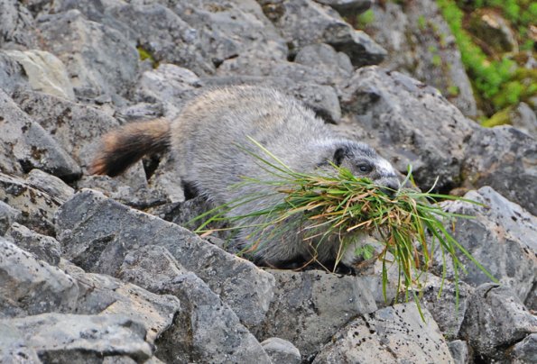 marmot-with-bunch-of-grass