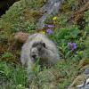 marmot-with-flowers
