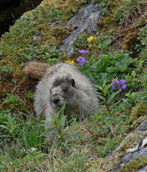 marmot-with-flowers
