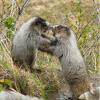 marmots-boxing-1