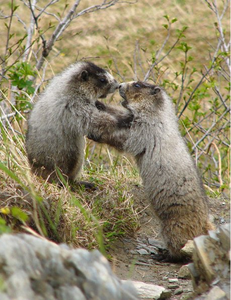 marmots-boxing-1