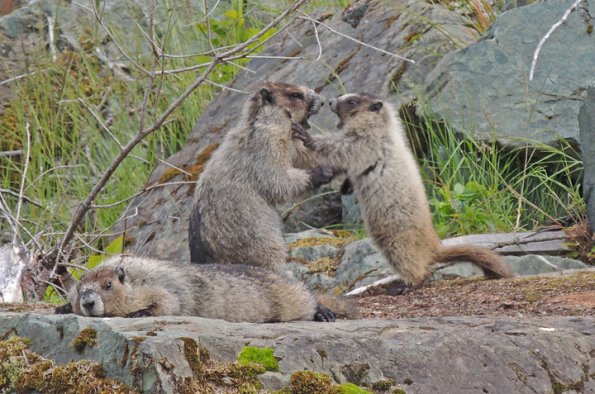 marmots-playing-1