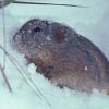 collared-lemming-in-snow-fairbanks