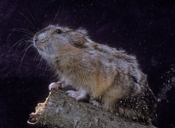 collared-lemming-out-of-snow