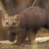 marten-on-admiralty-island