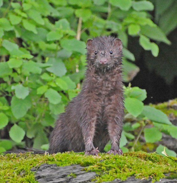 mink-looking-at-me-2