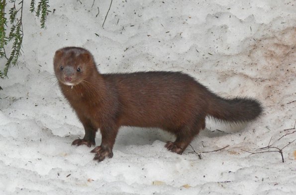 mink-on-snow