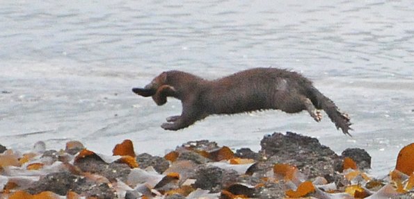 mink-running-with-gunnel