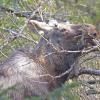 bull-moose-young-browsing-on-willows