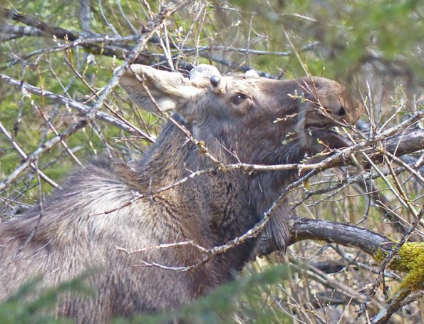 bull-moose-young-browsing-on-willows