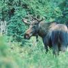 moose-1-denali-national-park