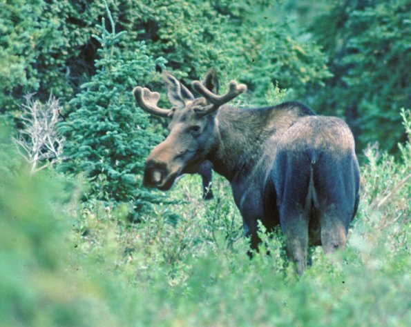 moose-1-denali-national-park