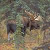 moose-2-collared-denali-n.p.