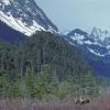 moose-4-denali-national-park