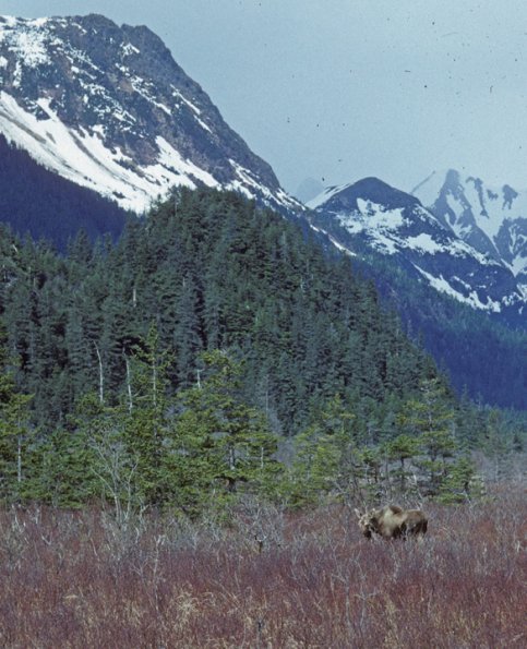 moose-4-denali-national-park