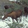 moose-6-denali-national-park