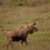 moose-bull-2-denali-n.p.