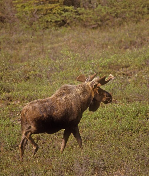 moose-bull-2-denali-n.p.