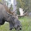 moose-bull-in-anchorage
