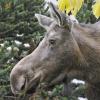 moose-cow-profile-in-anchorage