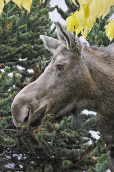 moose-cow-profile-in-anchorage