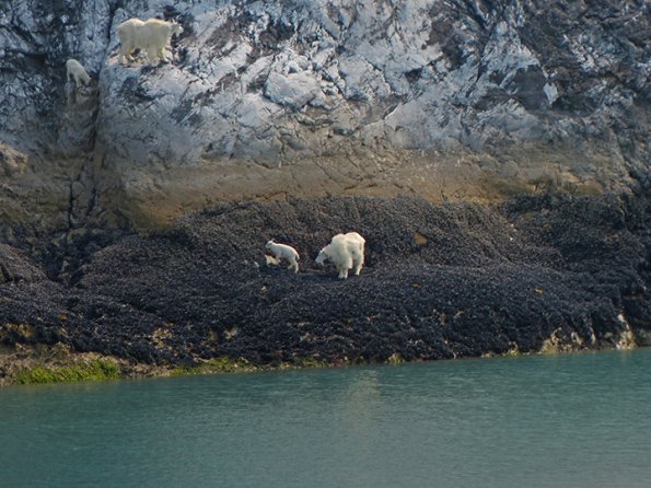 Mountain-Goats-nannies-with-kids-Glacier-Bay