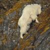 mountain-goat-1-eating-lichens-by-bob-armstrong