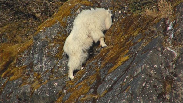 mountain-goat-1-eating-lichens-by-bob-armstrong
