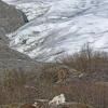 mountain-goat-and-mendenhall-glacier-2