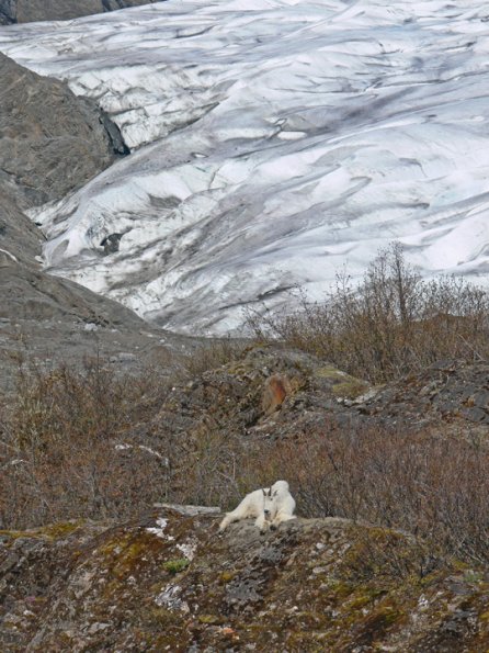 mountain-goat-and-mendenhall-glacier-2
