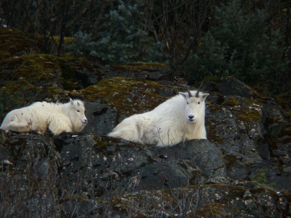 mountain-goat-and-young-1