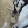 mountain-goat-eating