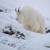 mountain-goat-in-the-snow-1