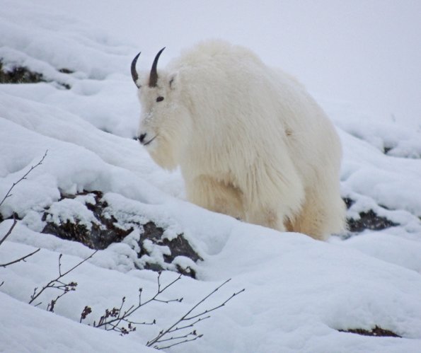 mountain-goat-in-the-snow-1