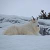mountain-goat-in-the-snow-2