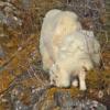 mountain-goat-kid-eating-lichens-by-bob-armstrong