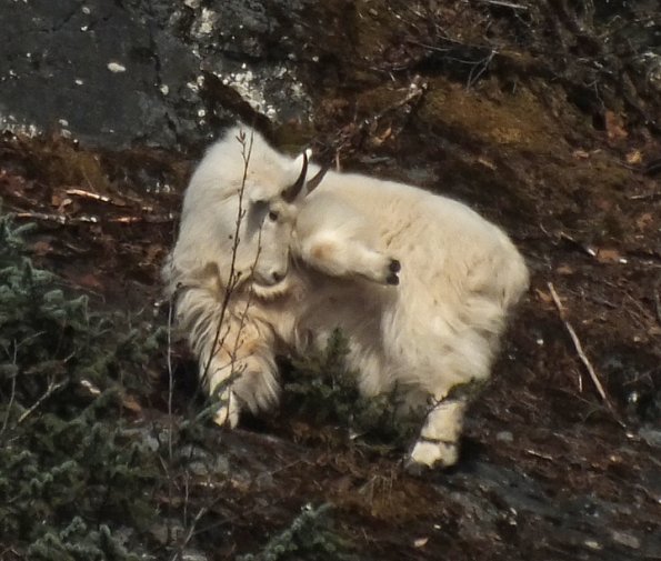 mountain-goat-scratching