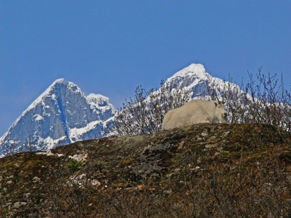 mountain-goat-with-mendenhall-towers