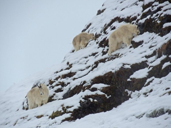 mountain-goats-in-the-rain-2