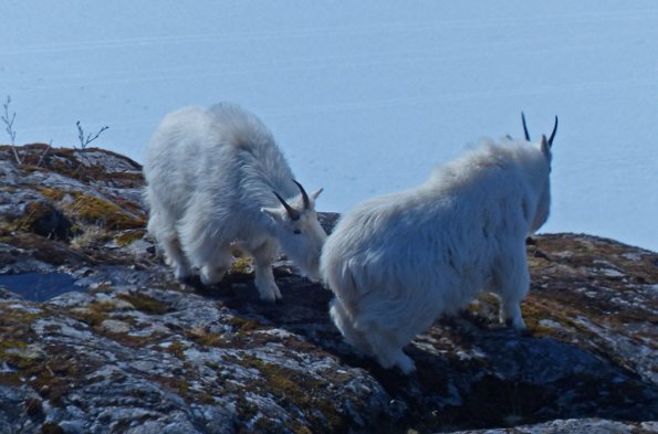 mountain-goats-move-it