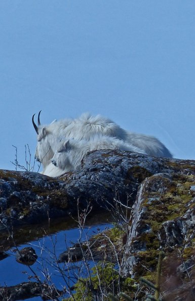 mountain-goats-on-april-14-2013