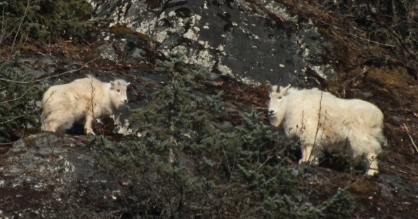 mountain-goats-with-finepix