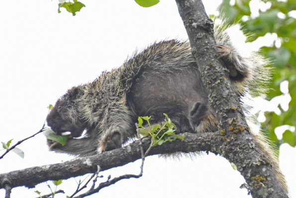 porcupine-eating-cottonwood-leaves-1