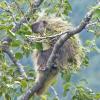 porcupine-eating-cottonwood-leaves_1406070914